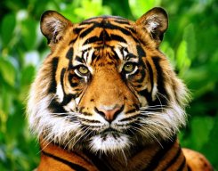 stripeythetiger
